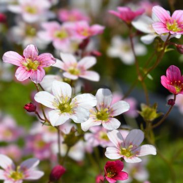 Saxifraga arendsii Ware's Crimson - Garten-Moos-Steinbrech Saxifraga arendsii Ware's Crimson - Garten-Moos-Steinbrech