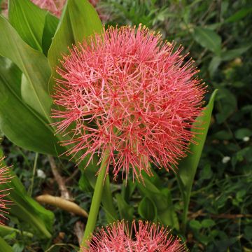 Scadoxus oder Haemanthus multiflorus