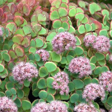 Fetthenne sieboldii - Sedum sieboldii