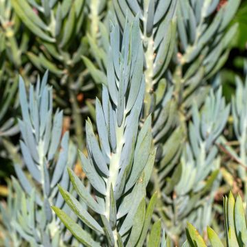 Senecio ficoides - Sukkulente Curio ficoides