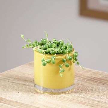 Erbsenpflanze - Senecio herreianus