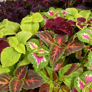Buntnessel Wizard Mixed (Samen) - Solenostemon