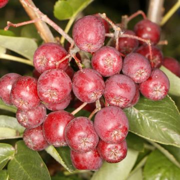Vogelbeere Alaja Krupnaja - Sorbus aucuparia 