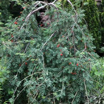 Vogelbeere Pendula - Sorbus aucuparia