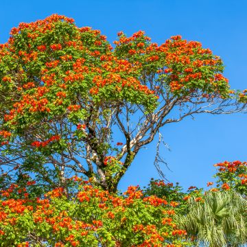 Spathodea campanulata - Afrikanischer Tulpenbaum