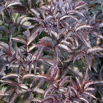 Staphylea colchica Black Beauty - Pimpernuss Staphylea colchica Black Beauty - Pimpernuss