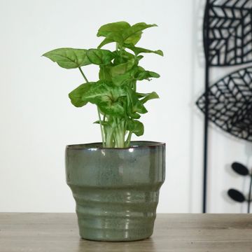 Purpurtute - Syngonium Golden Allusion