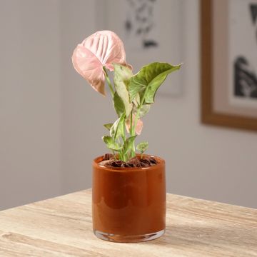 Purpurtute - Syngonium Neon Robusta