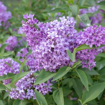 Chinesischer Flieder Saugeana - Syringa chinensis