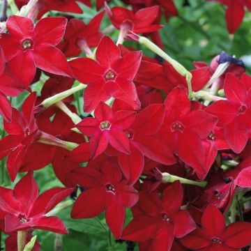 Niederer Ziertabak Perfume Red - Nicotiana
