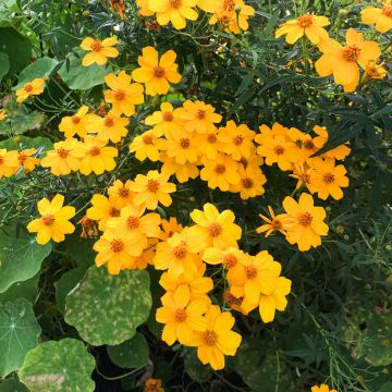 Aufrechte Studentenblume lemmonii (Samen) - Tagetes