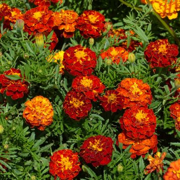 Studentenblume Rusty Red