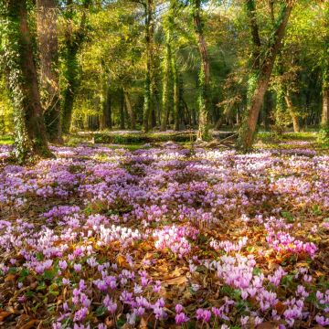 Blühender Herbstteppich - Neapolitanisches Alpenveilchen in Rosa und Weiß