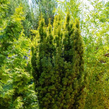 Eibe Fastigiata Aurea - Taxus baccata