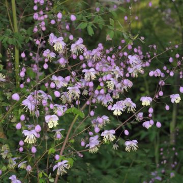 Thalictrum delavayi - Pigamon Thalictrum delavayi - Pigamon