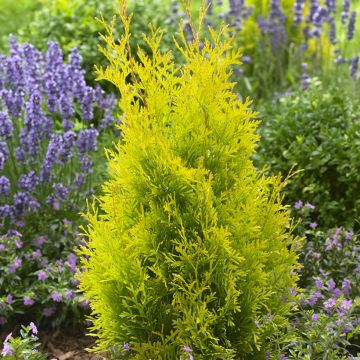 Thuja occidentalis Sunny Smaragd
