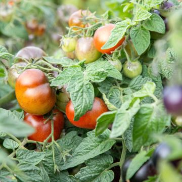 Kirschtomate Akoya F1 (Samen)