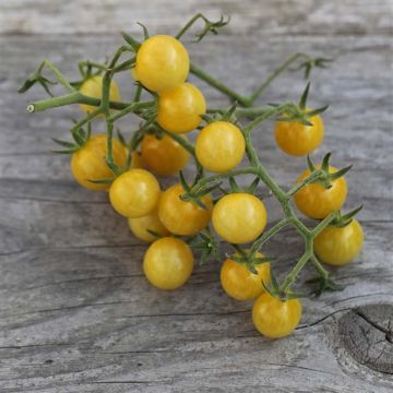 Tomate Champagne