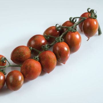 Tomate Cookie F1 Mix