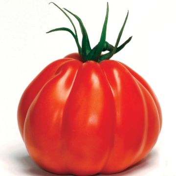Tomate Corazon F1 (Veredelte Tomate)
