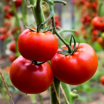 Tomate Fournaise F1 (Samen)