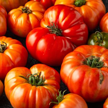 Tomate Delizia F1