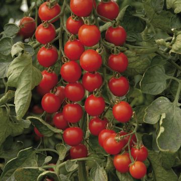 Tomate Supersweet 100 F1 - Tomate cerise