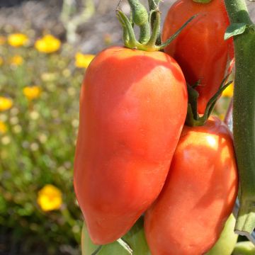 Tomate Andenhorn/Cornue des Andes Bio (Samen )