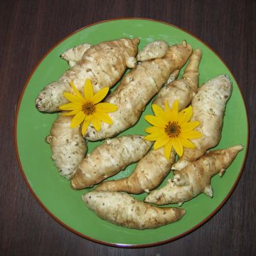 Topinambours Fuseau Culinaire - Helianthus tuberosus