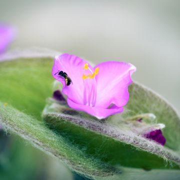 Dreimasterblumen - Tradescantia sillamontana