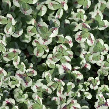 Weiß-Klee Sweet Mike - Trifolium repens