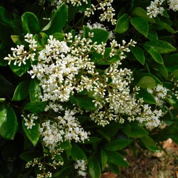Japanischer Liguster - Ligustrum japonicum Japanischer Liguster - Ligustrum japonicum