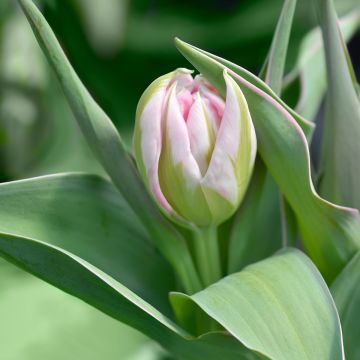 Frühe Gefüllte Tulpe Flashpoint