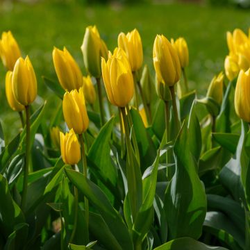 Triumph-Tulpe Bellona