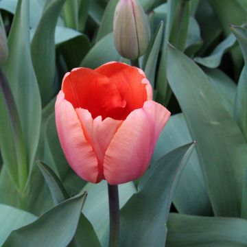 Darwin-Hybrid-Tulpe Apricot Impression