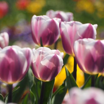 Darwin-Hybrid-Tulpe Royal Pride