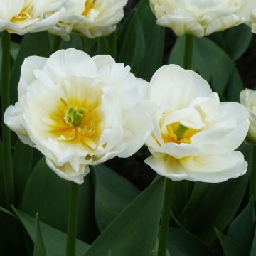 Späte Gefüllte Tulpe Cool 