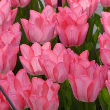 Frühe Einfache Tulpe Christmas Pearl
