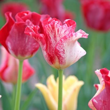 Coronet-Tulpen Striped Crown