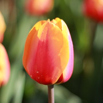 Triumph-Tulpe Apricot Favourite