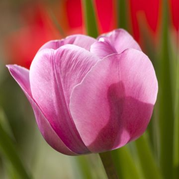 Triumph-Tulpe Dreaming Maid