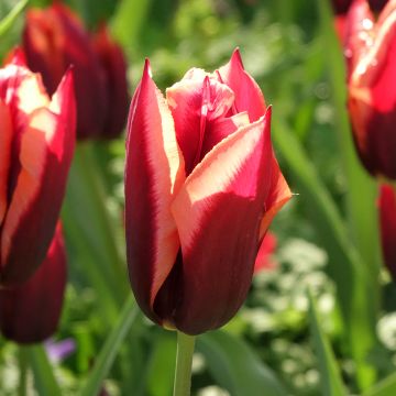 Triumph-Tulpe Muvota