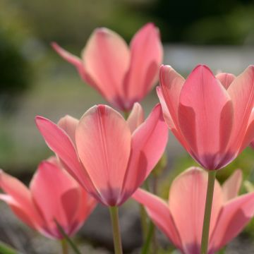 Tulipa clusiana Annika - Clusius-Tulpe