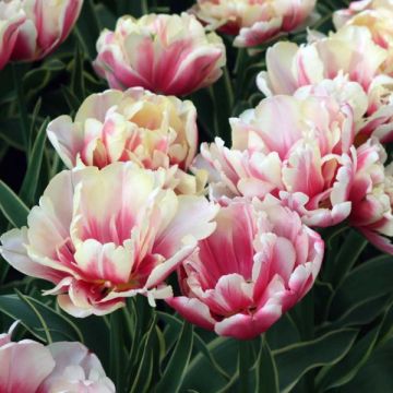 Späte Gefüllte Tulpe Toplips