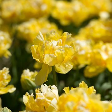 Frühe Gefüllte Tulpe Yellow Margarita