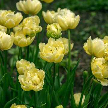 Späte Gefüllte Tulpe Yellow Mountain