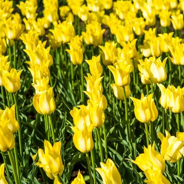 Lilienblütige Tulpe Ballade Gold