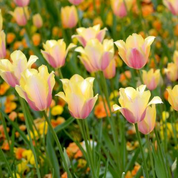 Späte Einfache Tulpe Blushing Lady