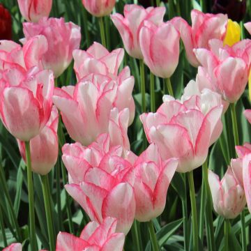 Triumph-Tulpe Beauty Trend