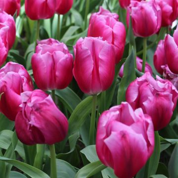 Triumph-Tulpe In Love